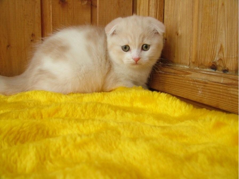 Безупречные котята шотландской породы