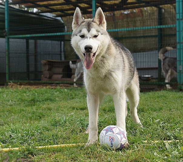 Siberian husky - ГЕКТОР