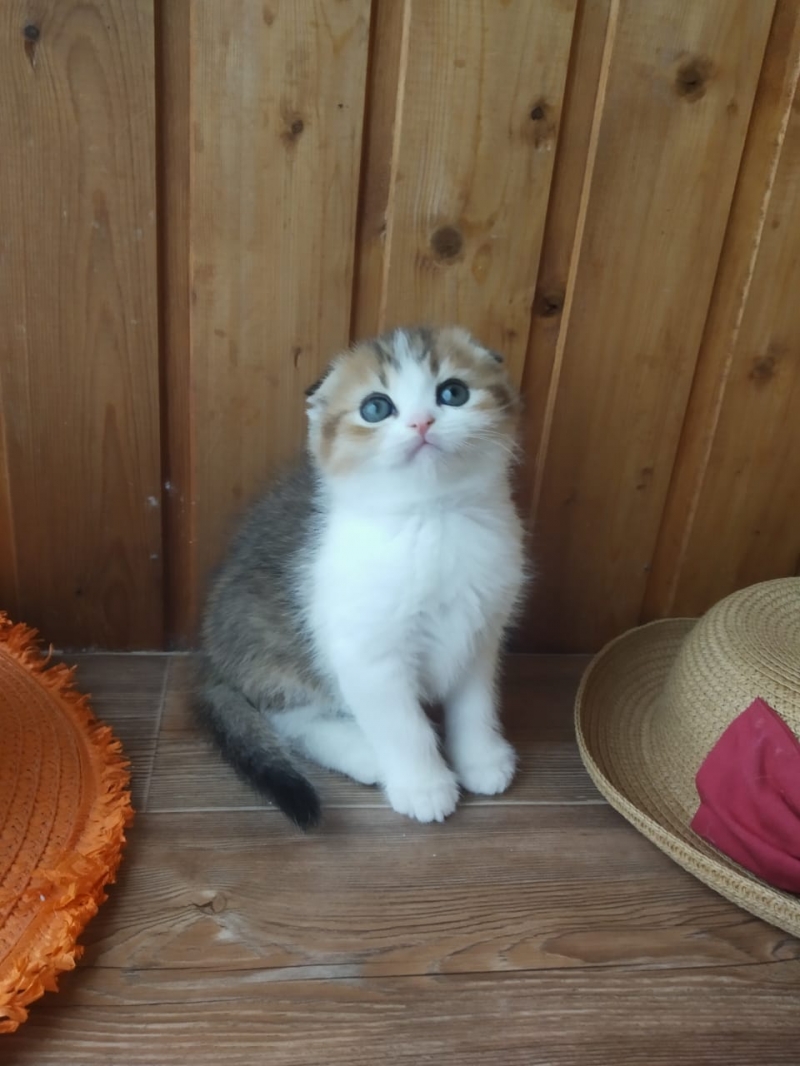 Шотландский котнок - лучший подарок