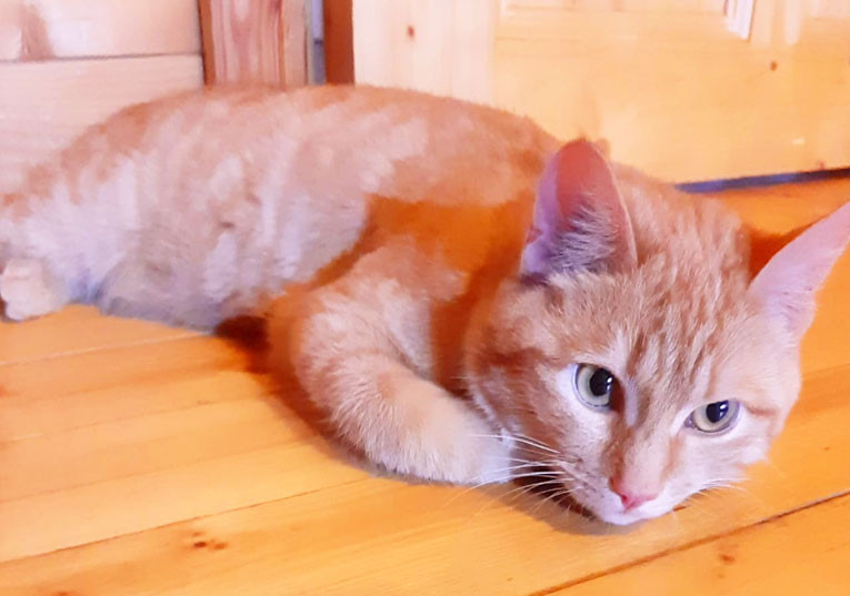 Ласковейший рыжий котик Симба в дар. 7 месяцев