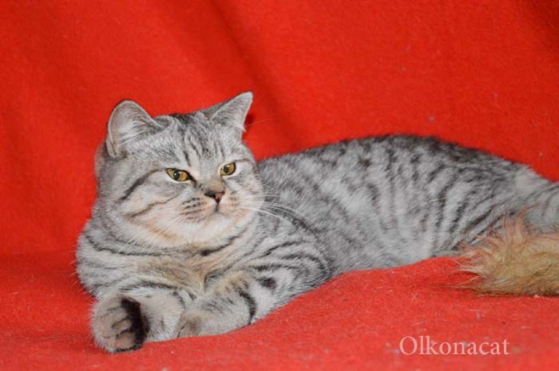 Кошечка молодая шотландская пятнистого окраса.