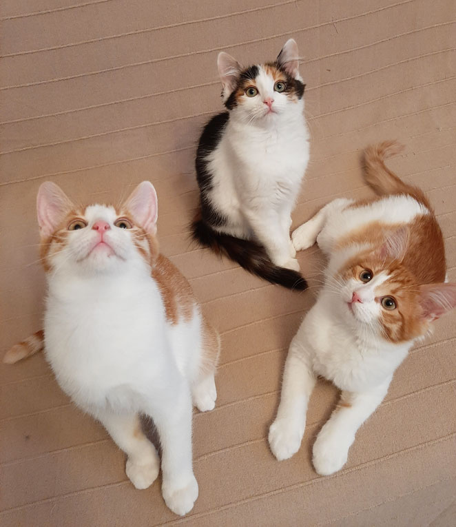 Чудесные котята от домашней кошки в дар