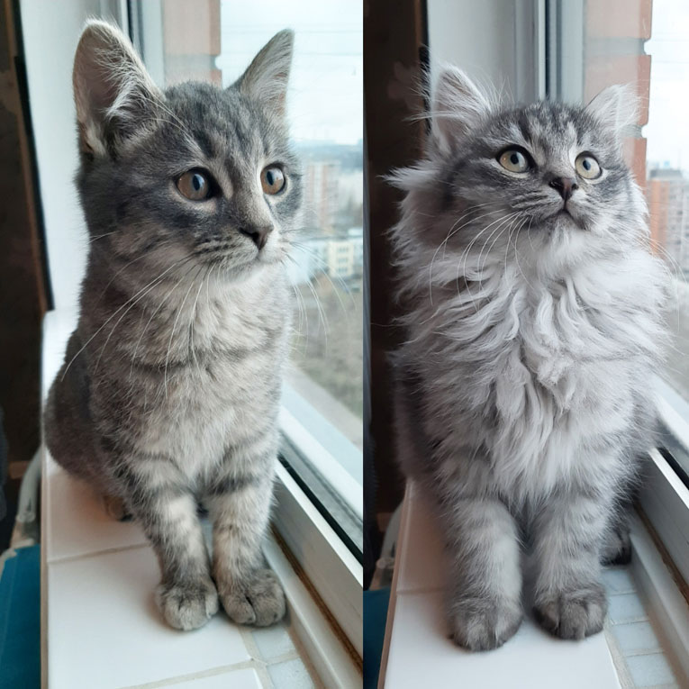 Братики-котята ищут дом