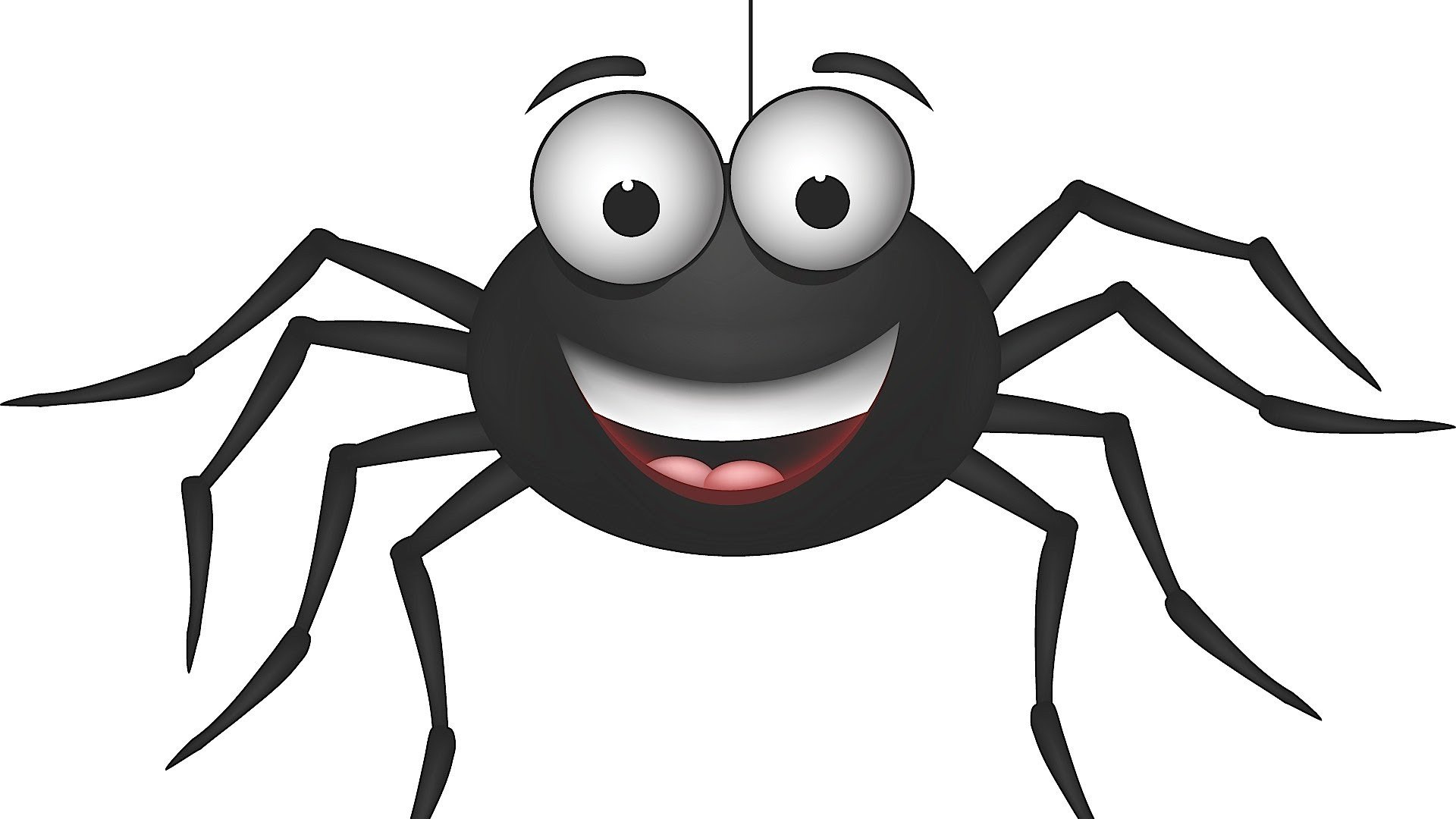     Spider Project