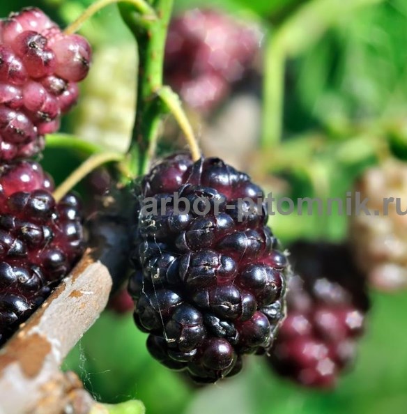 Плодовые деревья и плодовые крупномеры деревья из питомник