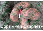 Лучший картофель России