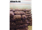 Продажа продовольственного картофеля оптом и в розницу