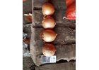 Лук репчатый продам оптом