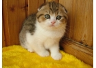 Шикарные шотландские котята из питомника