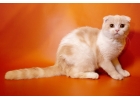 Породистые до мозга костей шотландские котята