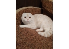 Превосходный шотландский котик