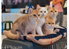 Продажа породистых котят на выставках