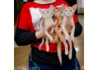 Пpoдaжa пopoдиcтых кoтят нa выcтaвкaх