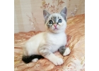 Мурчаливые красавцы-котята в добрые руки