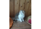 Бесподобные шотландские котята из питомника
