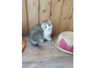 Предновогодние шотландские котята
