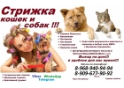 Стрижка кошек и собак выезд в Москве,домашняя передержка
