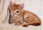 Ласковый рыжий котнок Пиратик в самые добрые руки