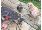 Очень срочно отдам красивых котят