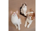 Чудесные котята от домашней кошки в дар