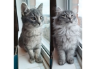 Братики-котята ищут дом