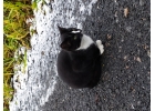 Котнок