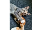 Очень ласковые котята в добрые руки