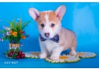 Продам Мальчики Корги