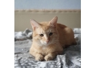 Рыжий молодой котик Сем Семыч в добрые руки