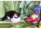 Котнок Паня с круглой мордочкой в добрые руки